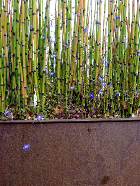 planter boxes for outdoor bamboo